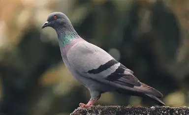 Homing Pigeon